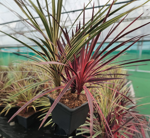 CORDYLINE TRIO