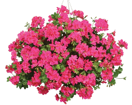 GÉRANIUM LIERRE DOUBLE EN SUSPENSION