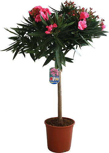 LAURIER ROSE