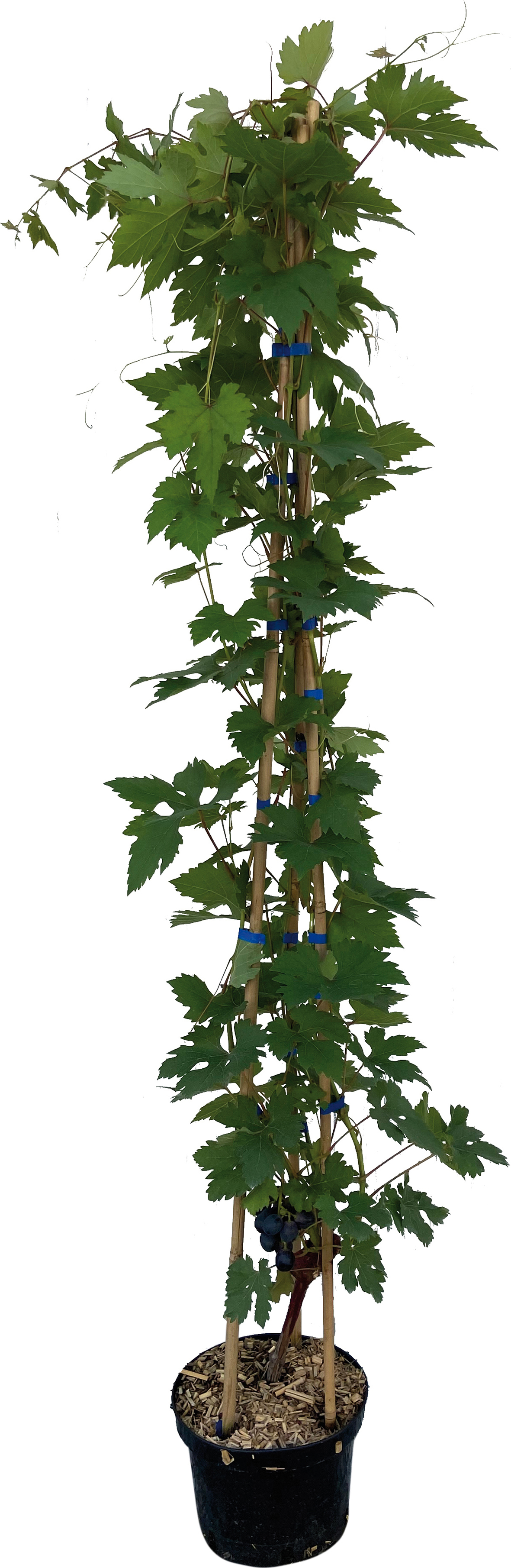 VIGNE DE TABLE