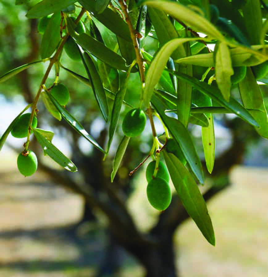 OLEA MARCAR 