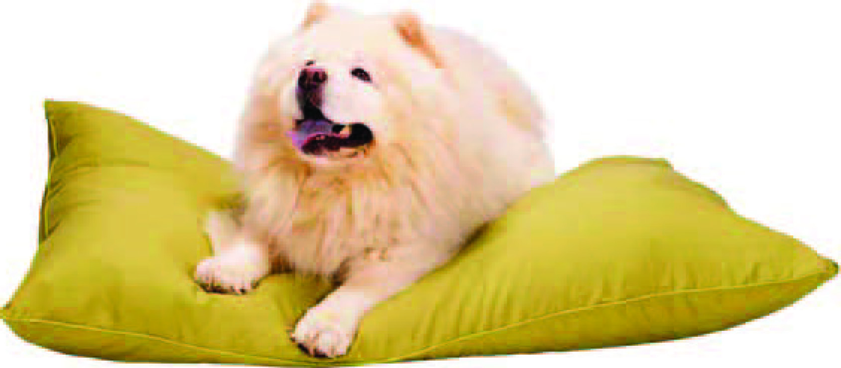 COUSSIN POUR CHIEN DE GRANDE TAILLE 