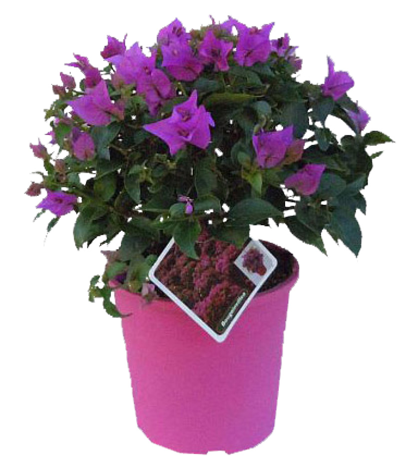 BOUGAINVILLIER TOUFFE
