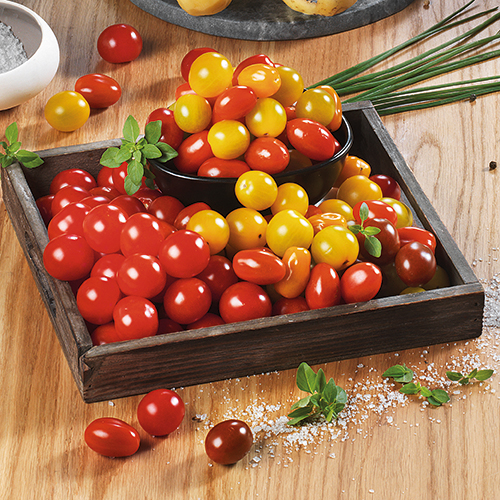 TOMATES CERISES MULTICOLORES