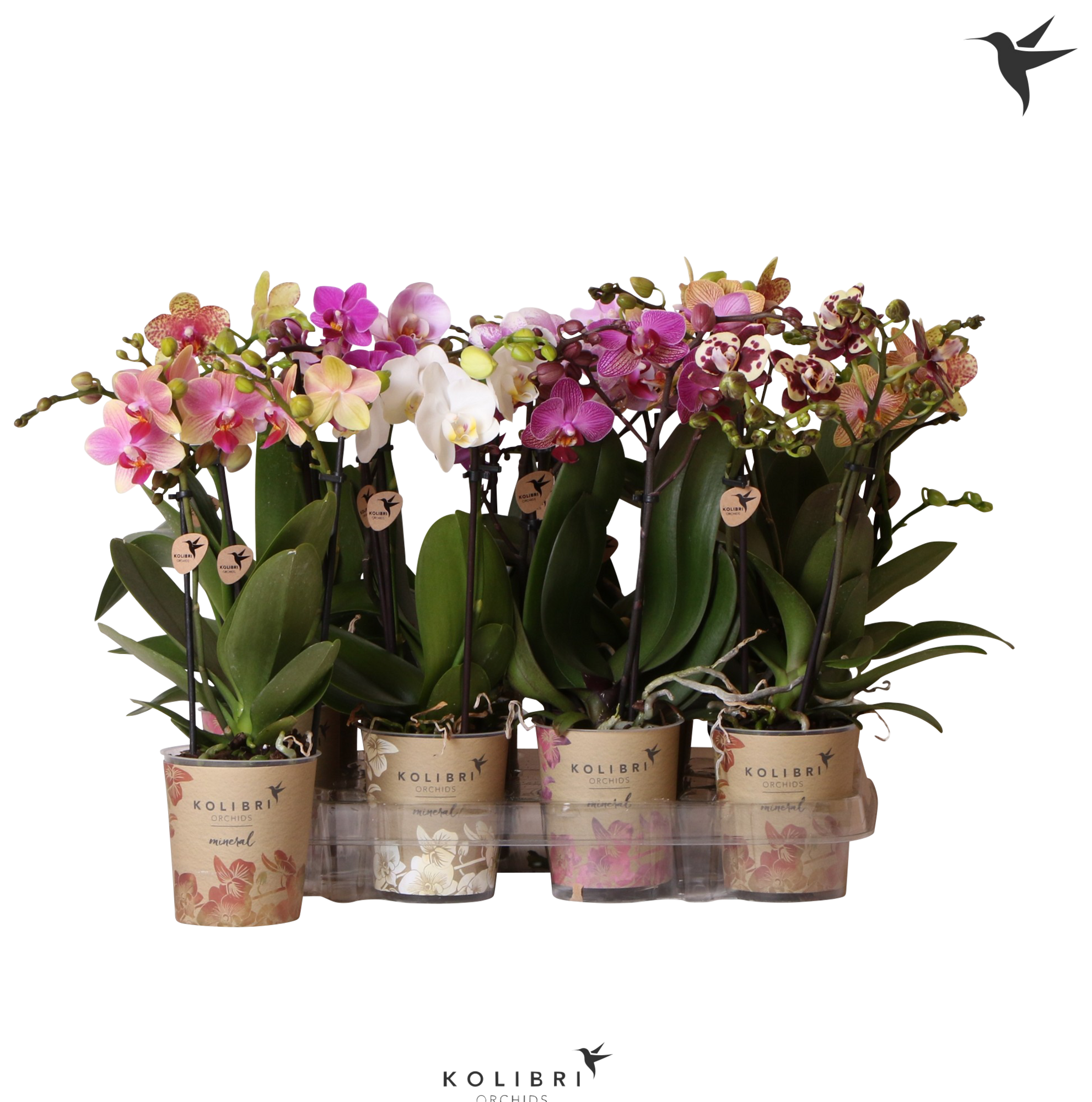 Orchidée 2 branches avec couvre pot