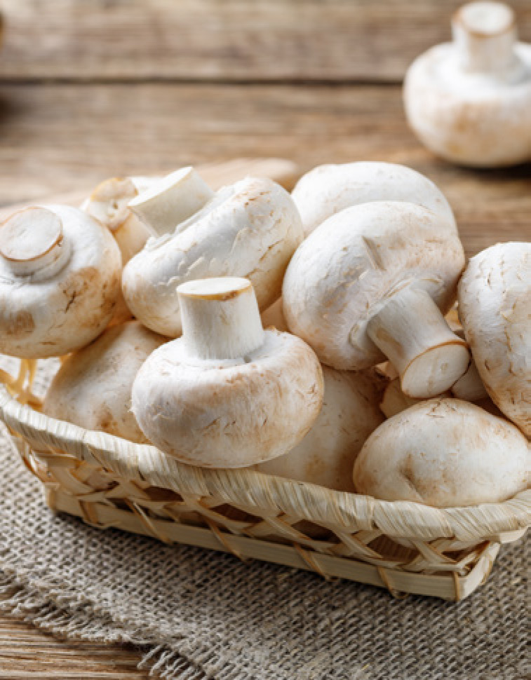 CHAMPIGNON