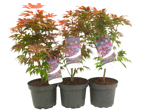 ACER PALMATUM MIX