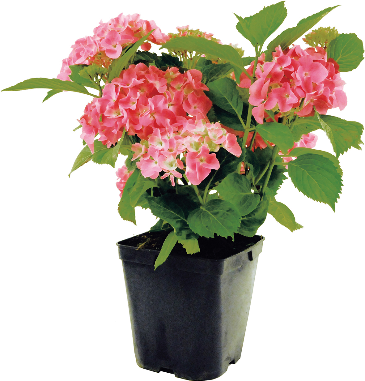 HYDRANGEA