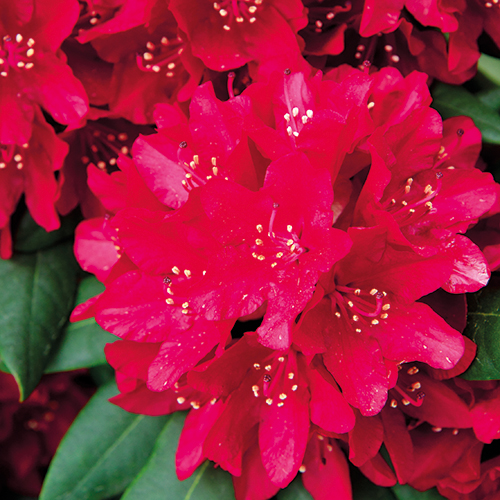 RHODODENDRON