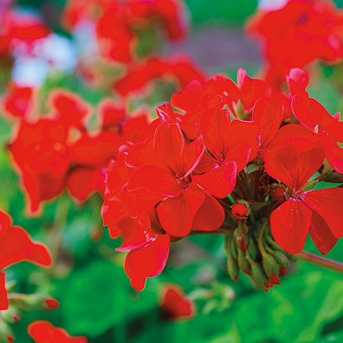 PLANT DE GERANIUM
