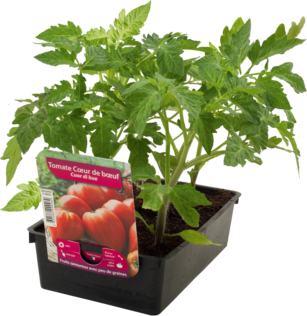 TOMATES