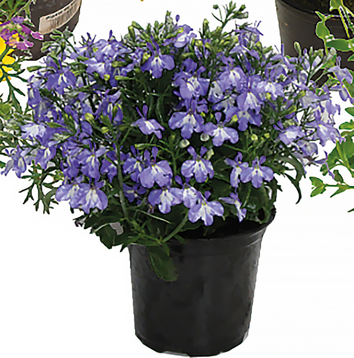 PLANTE RETOMBANTE