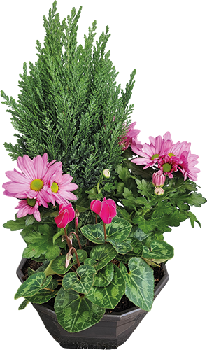 COMPOSITION 3 PLANTES EXTÉRIEUR