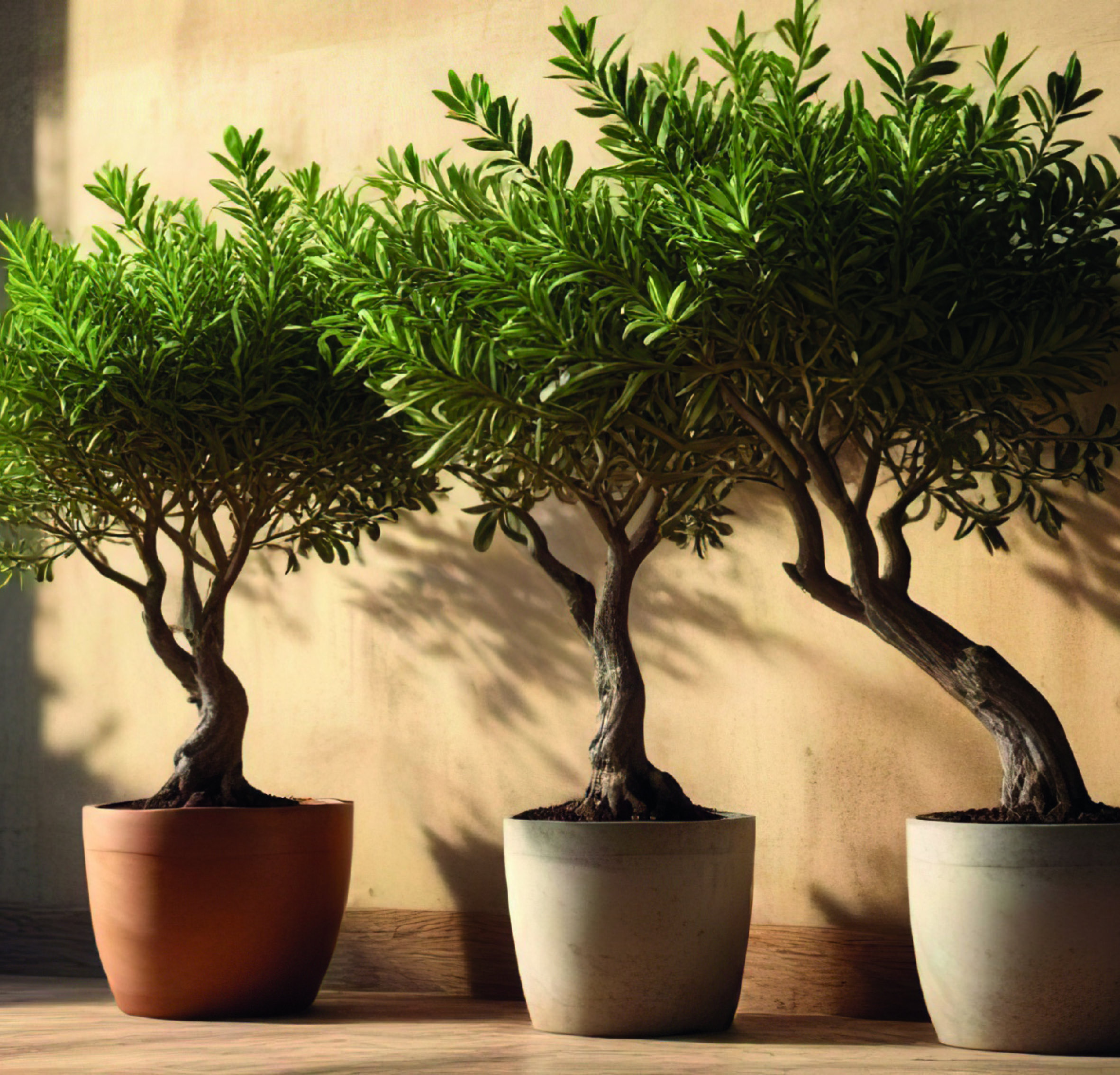 OLIVIER OLEA EUROPAEA TRONC LISSE