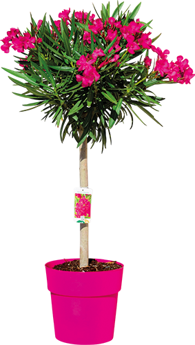 LAURIER ROSE MINI-TIGE