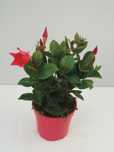 DIPLADENIA