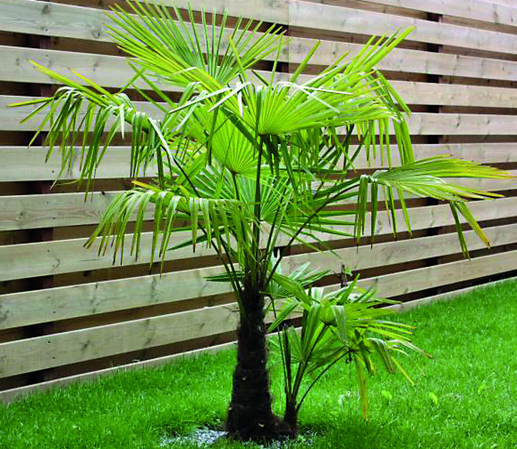 PALMIER DE CHINE TRACHYCARPUS FORTUNEI