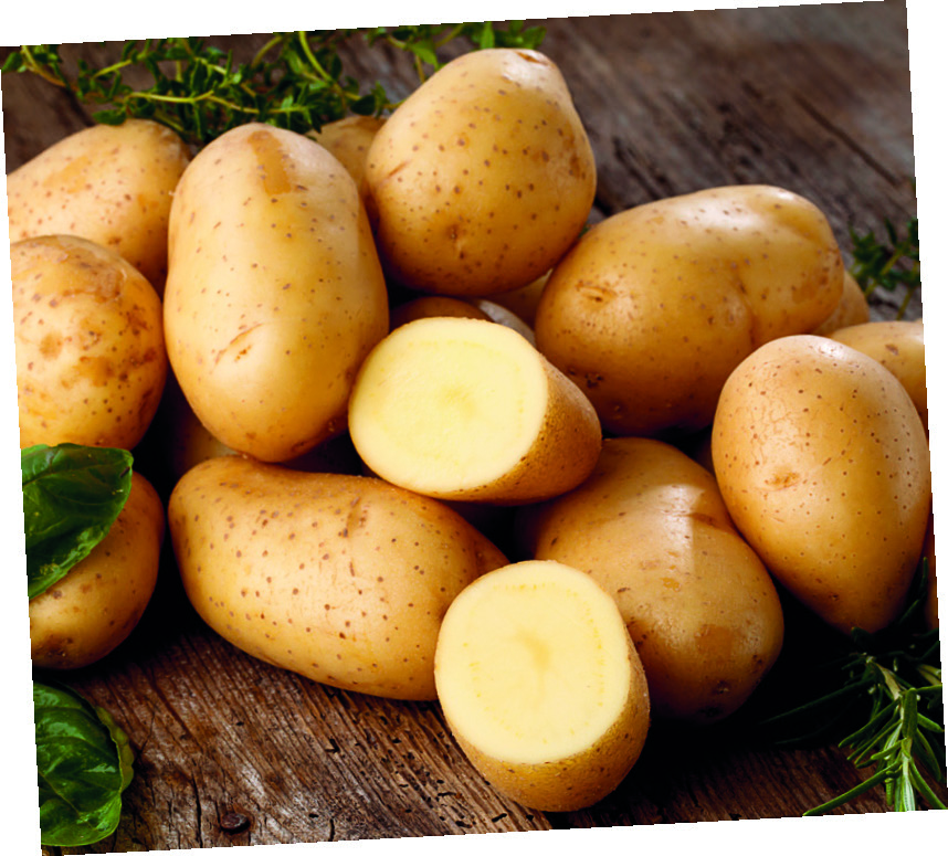 POMME DE TERRE DE CONSOMMATION A CHAIR FERME