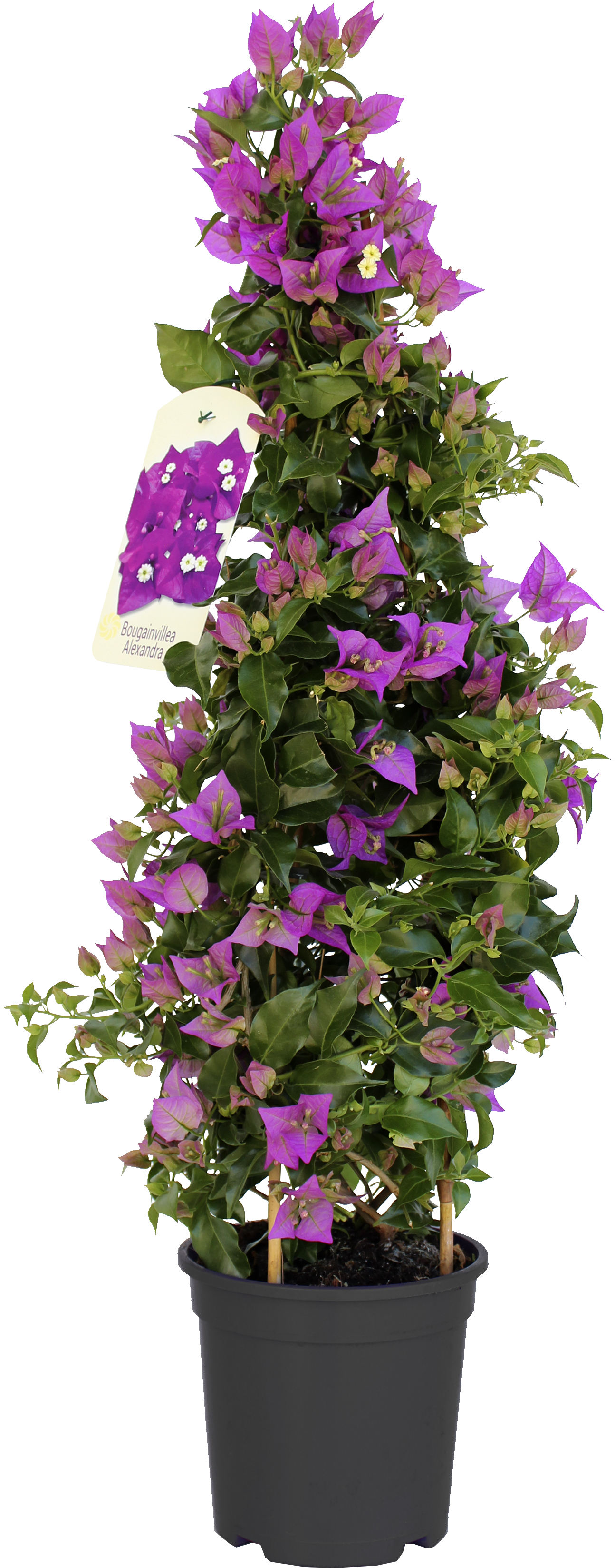 BOUGAINVILLIERS
ALEXANDRA PYRAMIDE