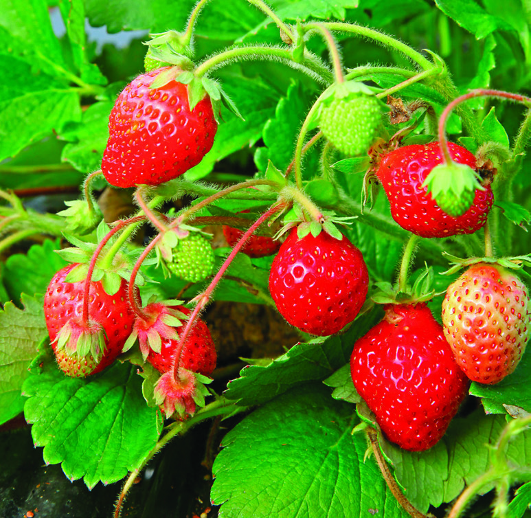 FRAISIERS VARIÉS