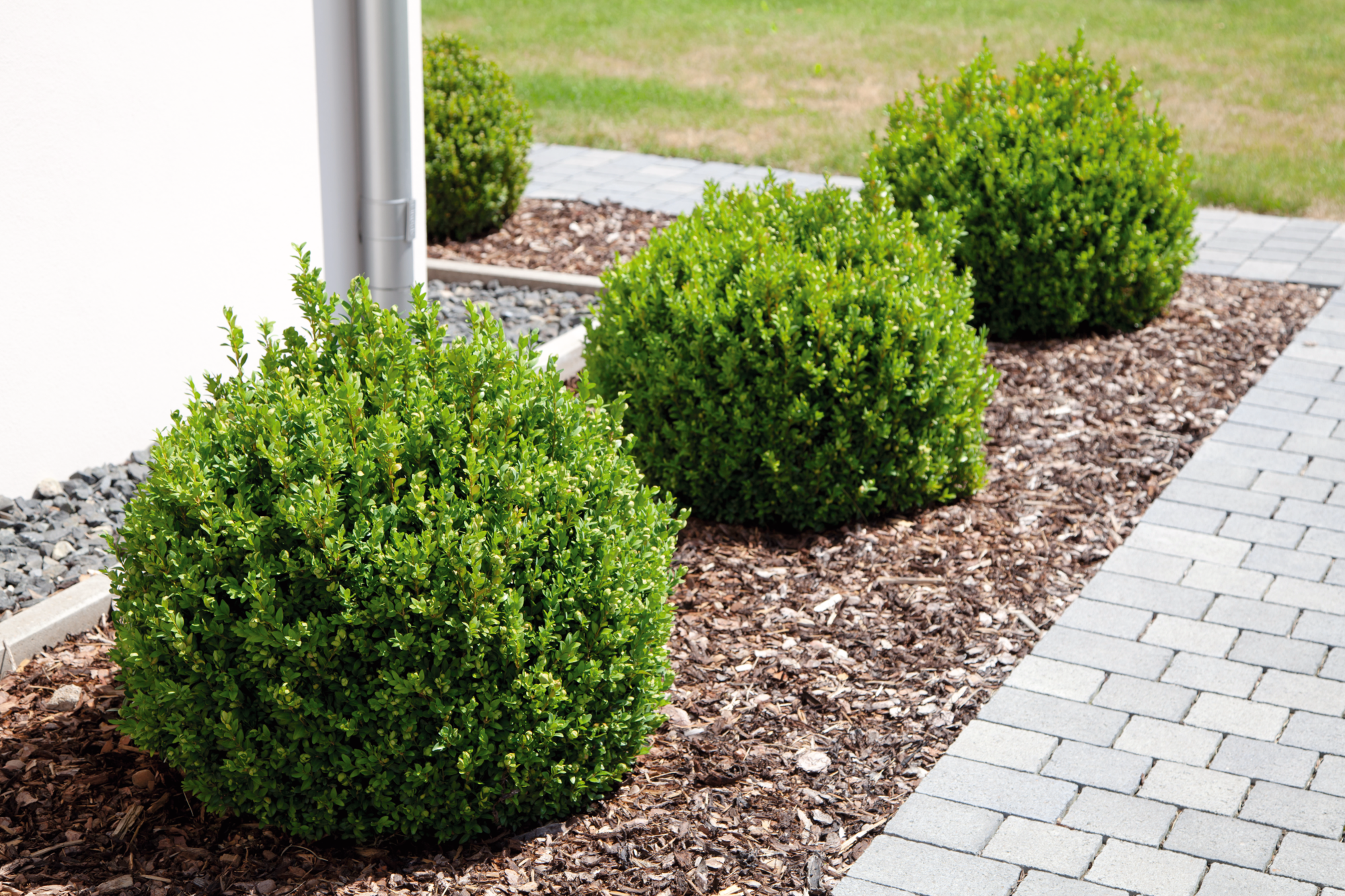 BUIS BOULE "BUXUS SEMPERVIRENS"