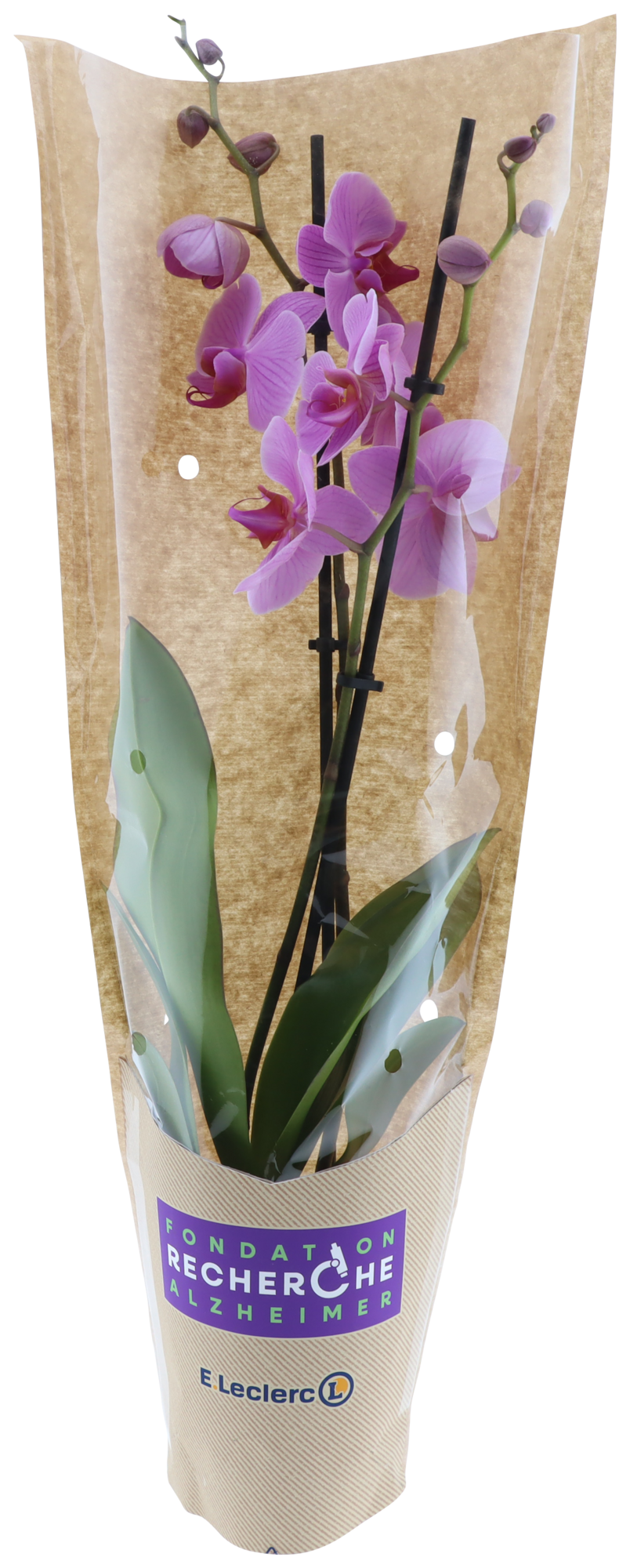 Orchidée pour la mémoire 2 branches