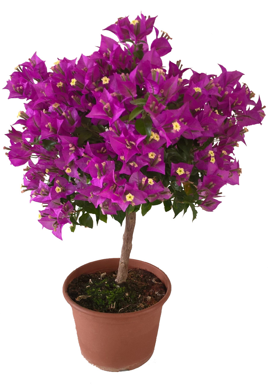 BOUGAINVILLIER MINI TIGE