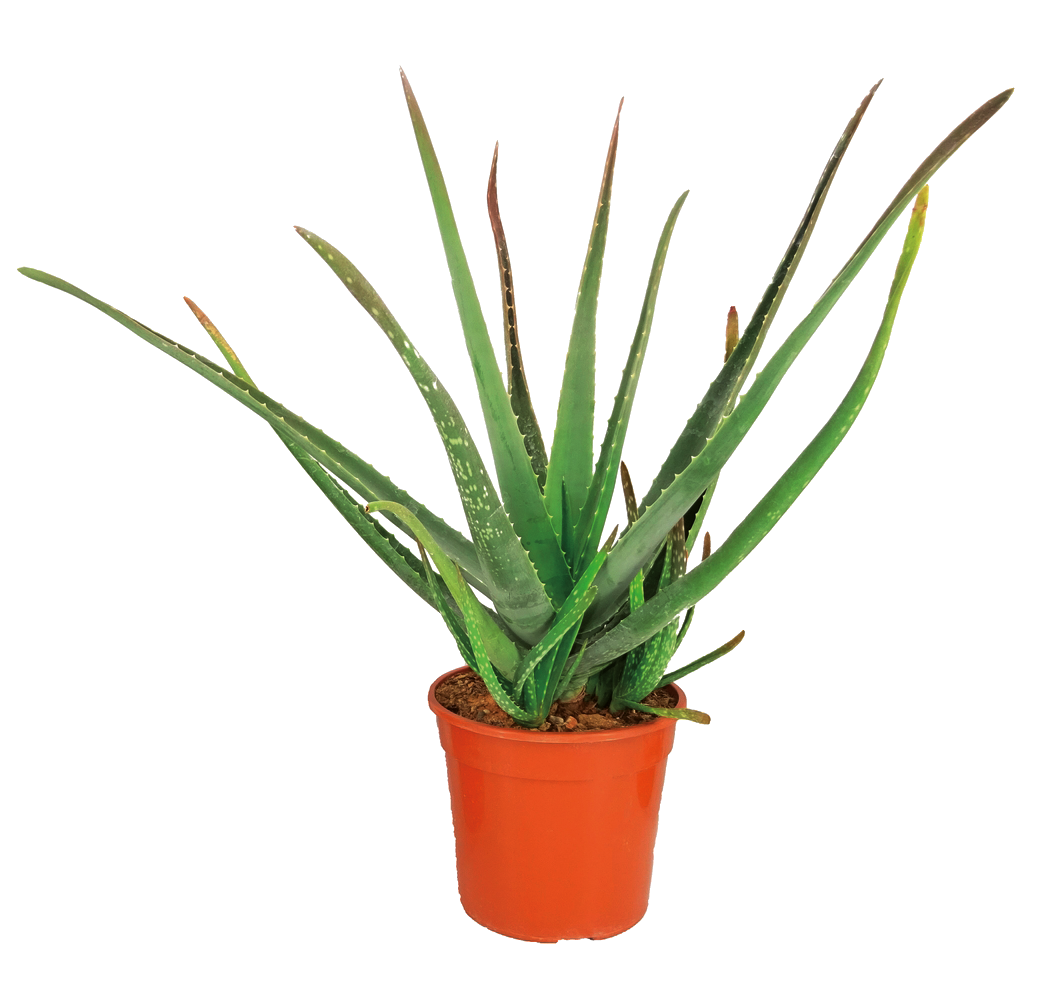 ALOE VERA