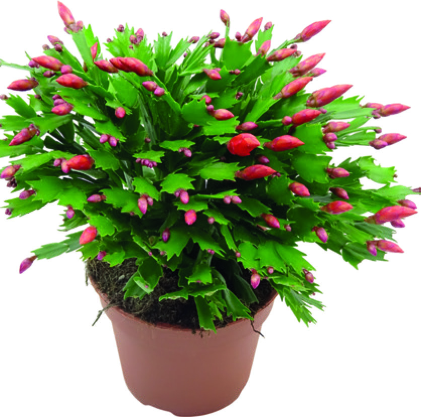 SCHLUMBERGERA