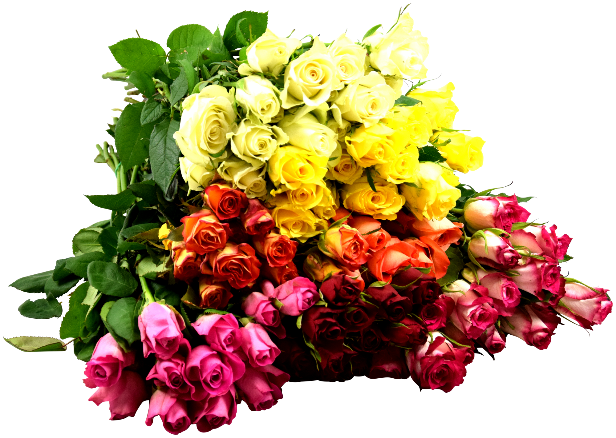 Bouquet de 15 roses max havelaar