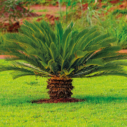 CYCAS REVOLUTA BULBE