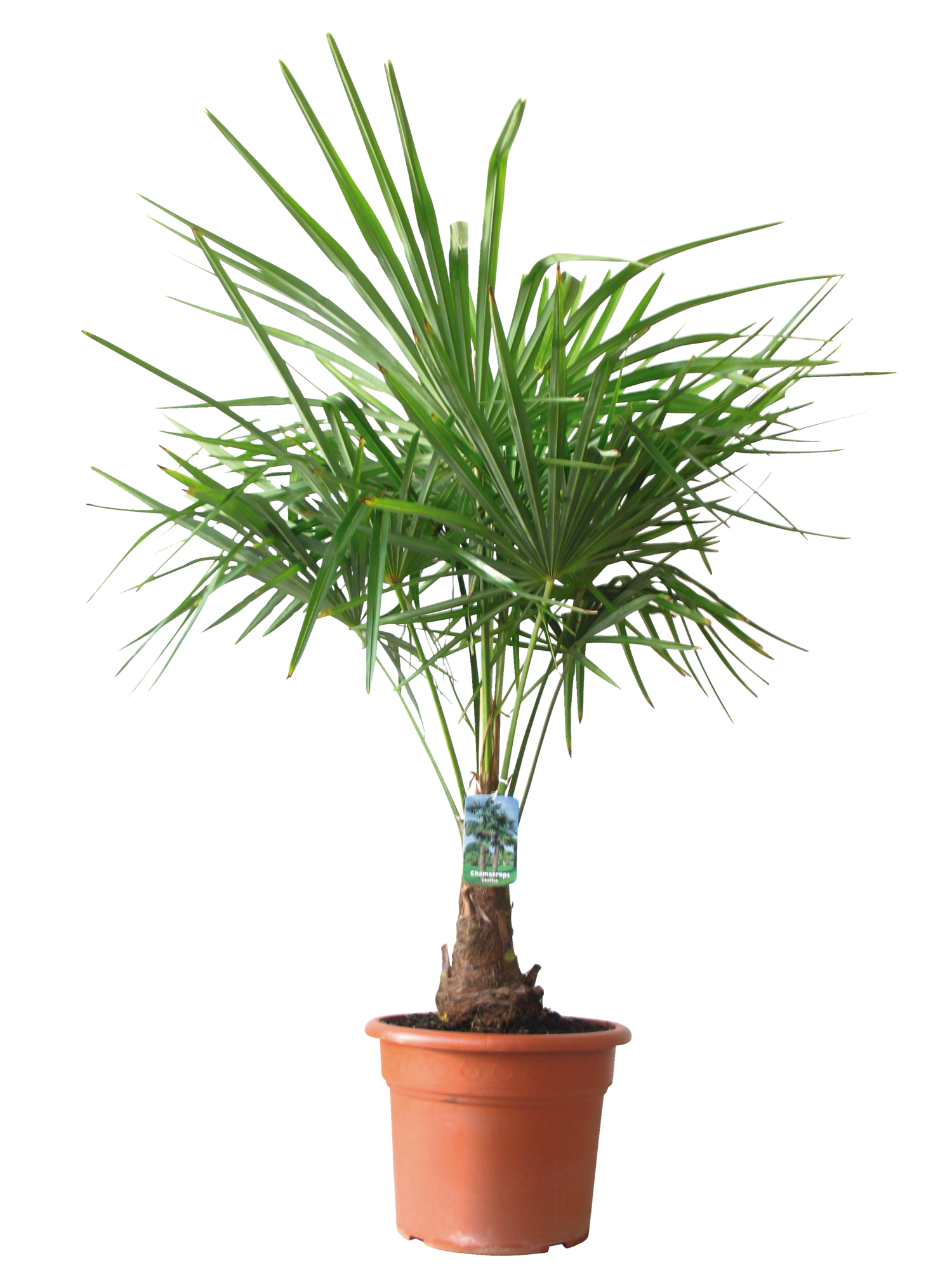 PALMIER DE CHINE "CHAMAEROPS EXCELSA"