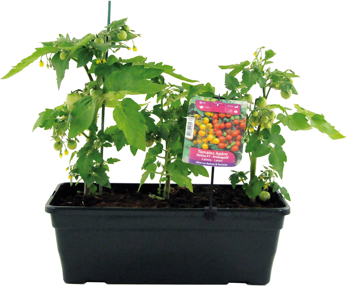 TOMATES APÉRO