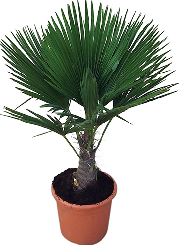 CHAMAEROPS EXCELSA