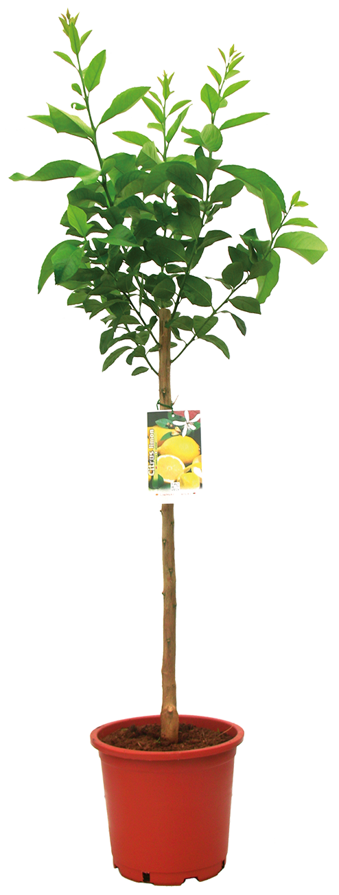 CITRONNIER