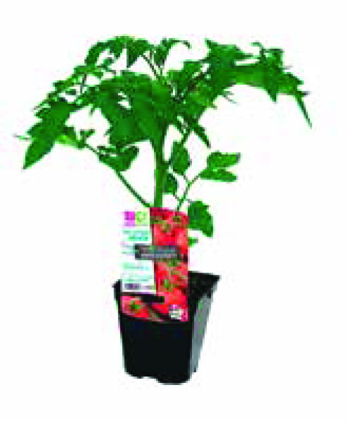 PLANT DE TOMATES