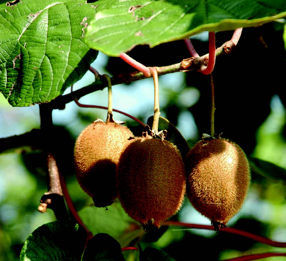 KIWI AUTO FERTILE