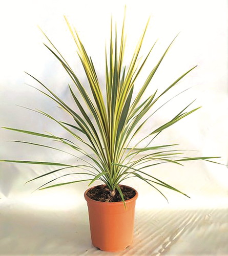 CORDYLINE AUTRALIS MIXTE COULEUR