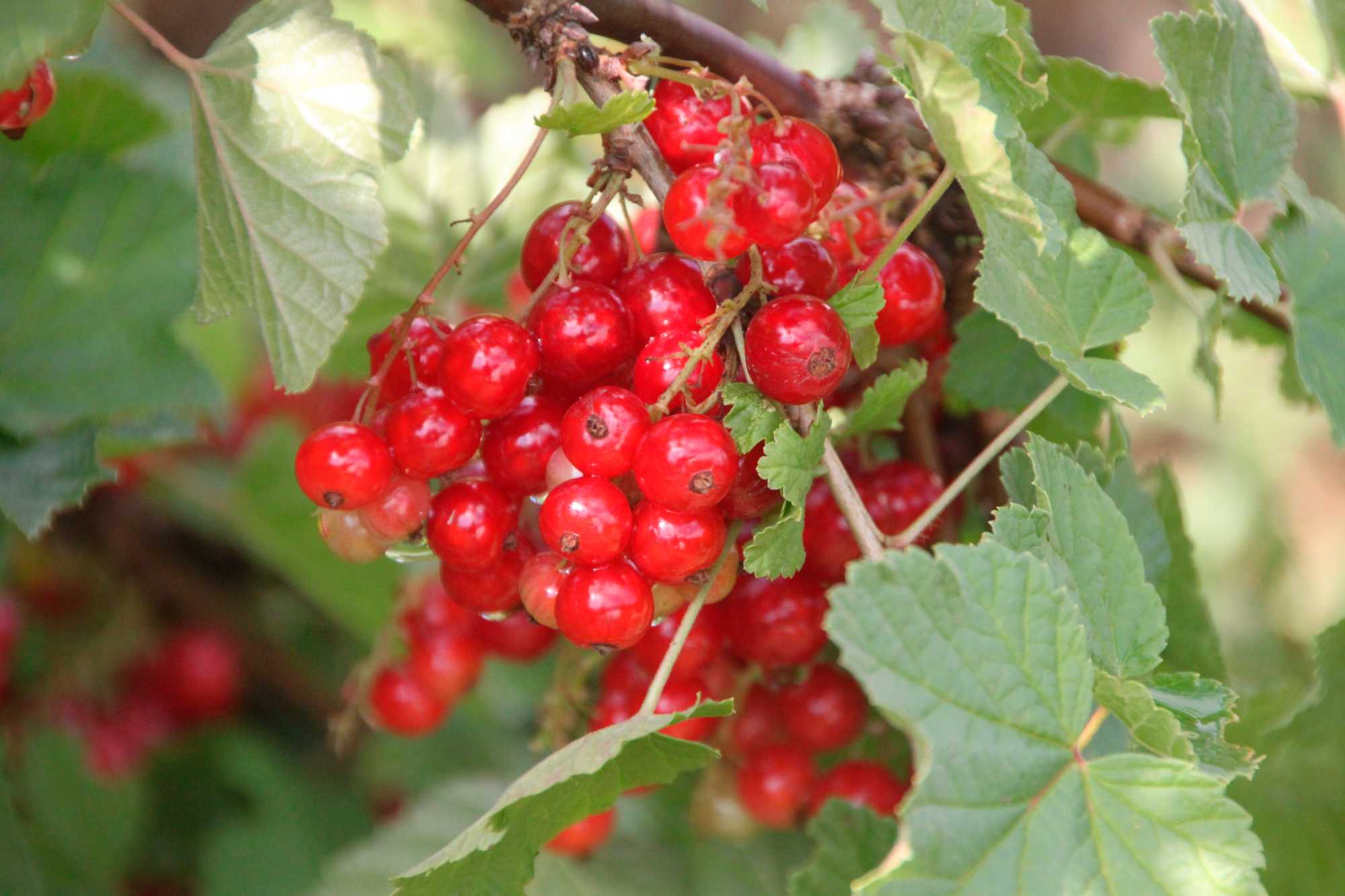 GROSEILLIER "RIBES RUBUM"