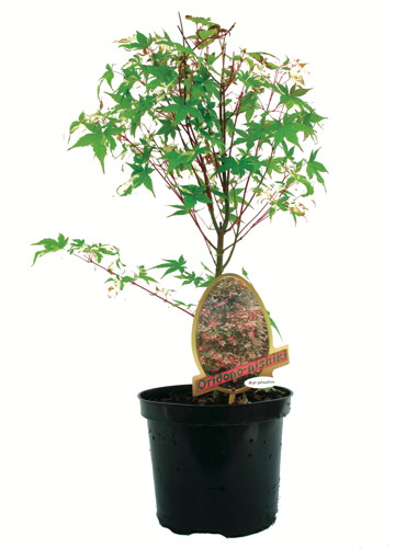 ACER PALMATUM