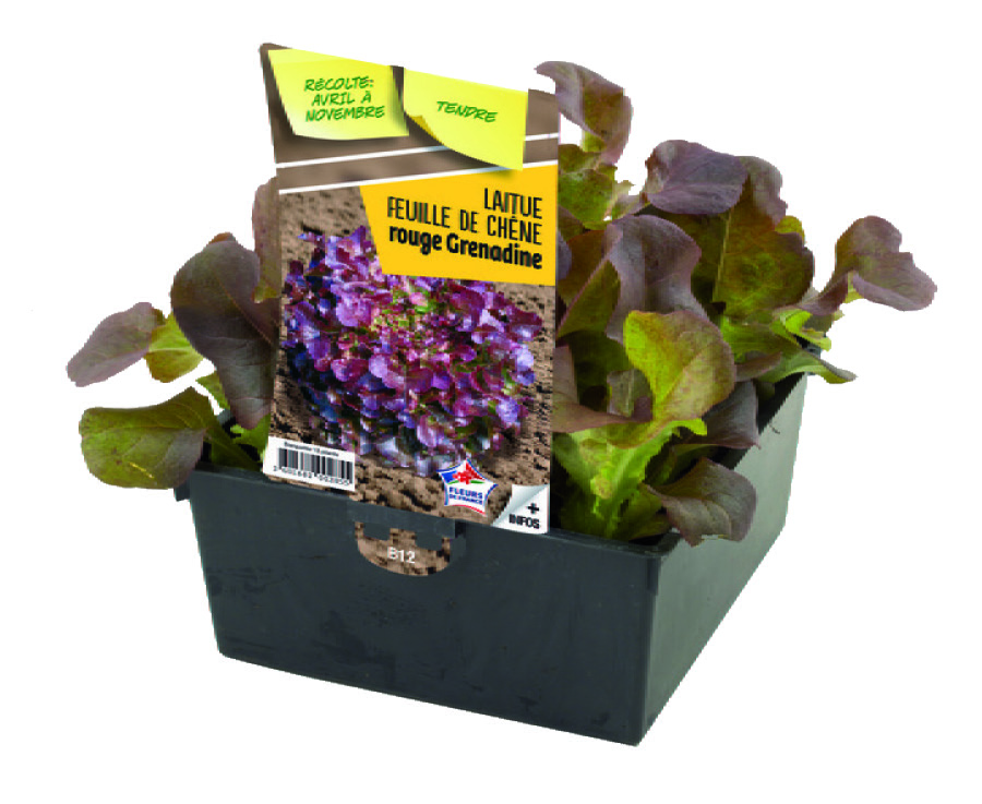 PLANT DE SALADES