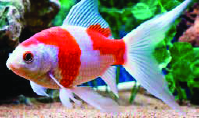 LE LOT DE 5 POISSONS COMET MIX