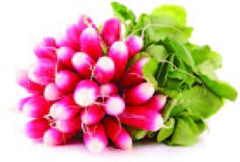 LOT DE 2 BOTTES DE RADIS