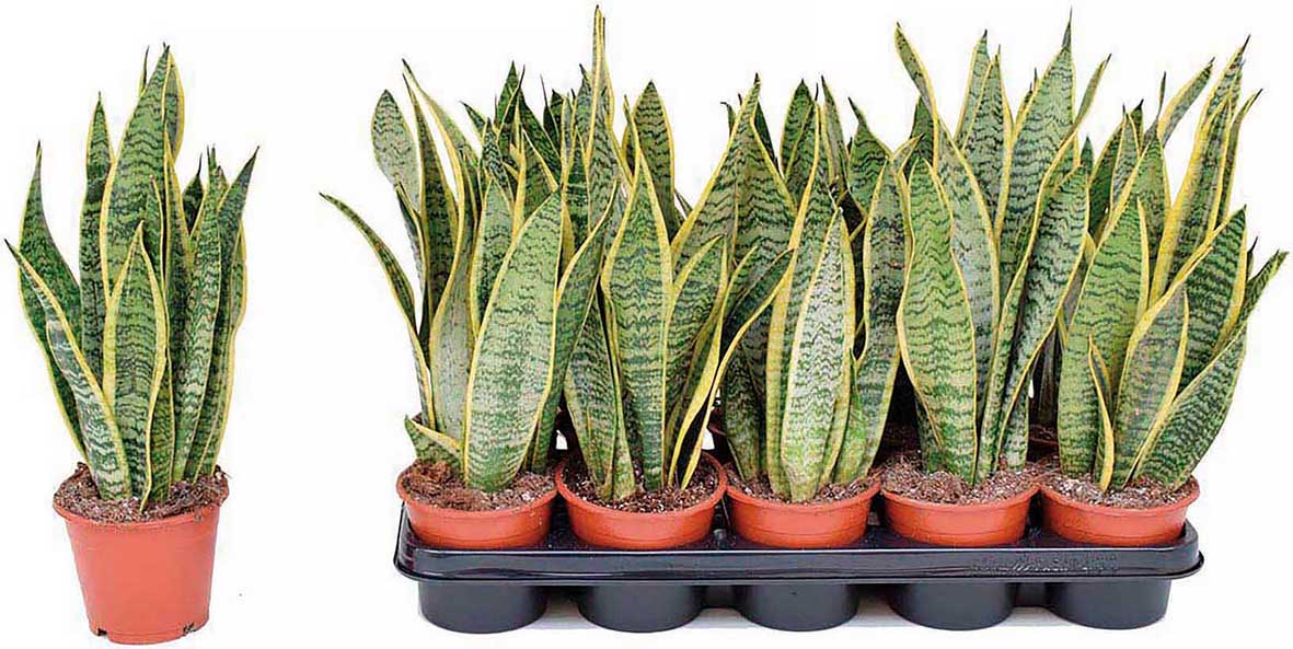 SANSEVERIA