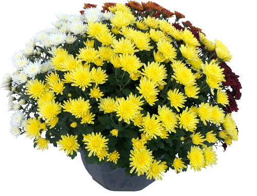 CHRYSANTHÈME MULTIFLEURS 4 COULEURS
