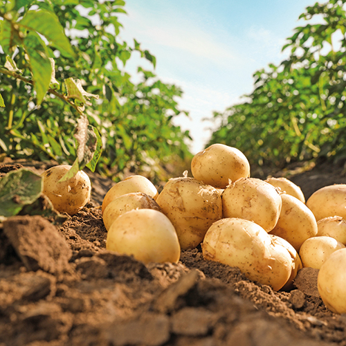 POMME DE TERRE DE CONSOMMATION DU PAYS DE SAULT