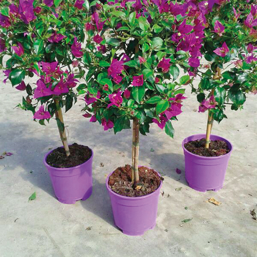 BOUGAINVILLIER TIGE
