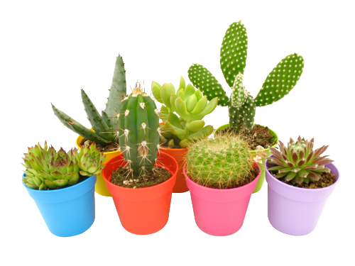 CACTUS OU SUCCULENTES