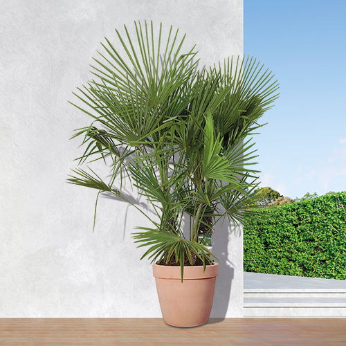 PALMIER TRACHYCARPUS FORTUNEI MULTI TRONC