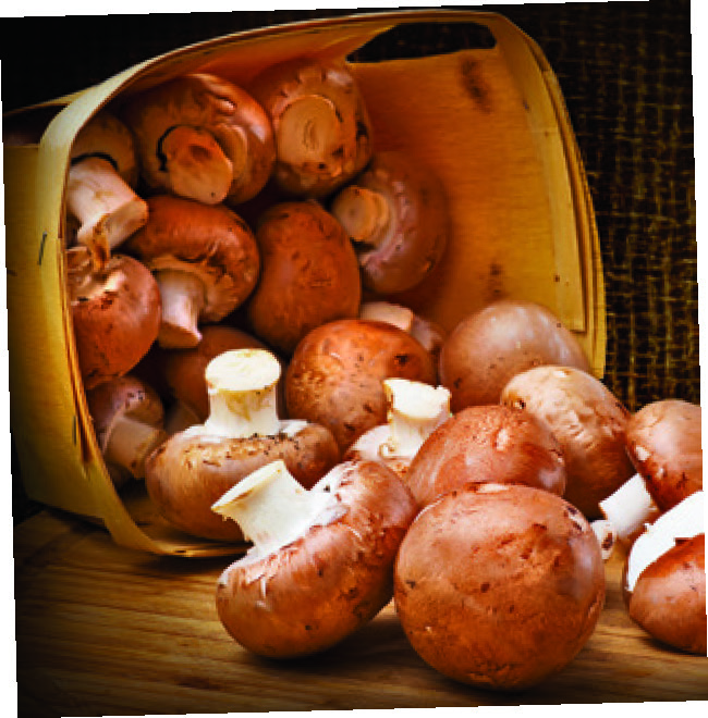 CHAMPIGNONS BRUNS SARL RENAUD ET FILS